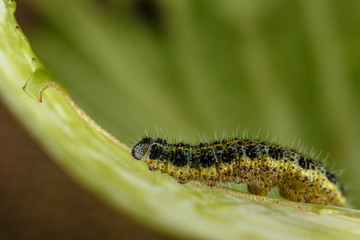 Зелёная гусеница на капустном листе
