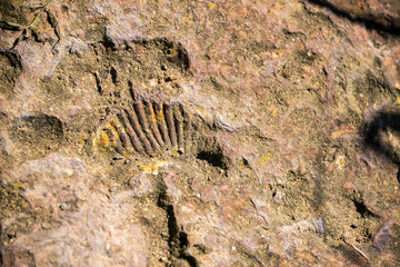 Fototapeta na wymiar Ammonite Fossil View