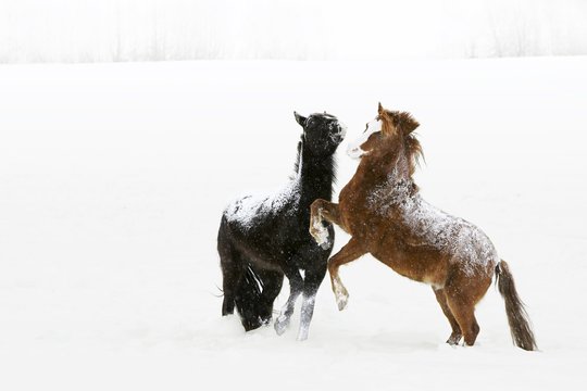 Horses prancing in snow