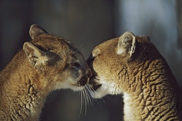 Mountain Lion (Felis Concolor) Cub Nuzzles Mother's Face; Montana, Usa