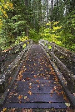 Bridge In A Park