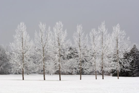 View of snow covered trees in winter