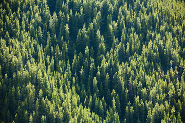 A mountain side of spruce forest;Kananaskis, alberta, canada