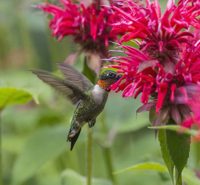A hummingbird hovers by a bright pink blossoming flower; Ontario, Canada