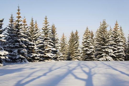 Tree shadows across a snow covered area with evergreen trees and blue sky at sunrise;Calgary alberta canada - Powered by Adobe