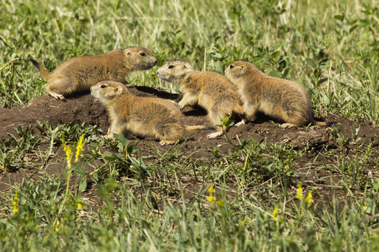 Young prairie dogs venture out for one of the first times badlands national park; south dakota united states of america
