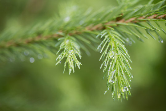 Water drops on the branch of a pine tree;Lake of the woods ontario canada - Powered by Adobe