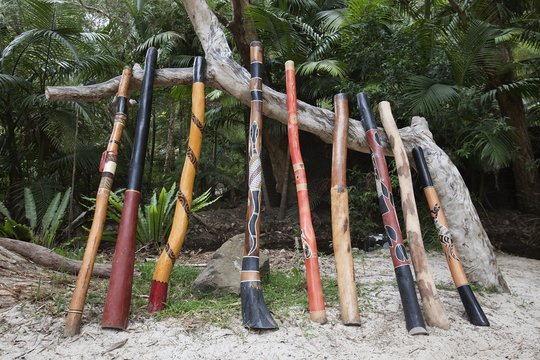 A variety of didgeridoo lined up against tree branch