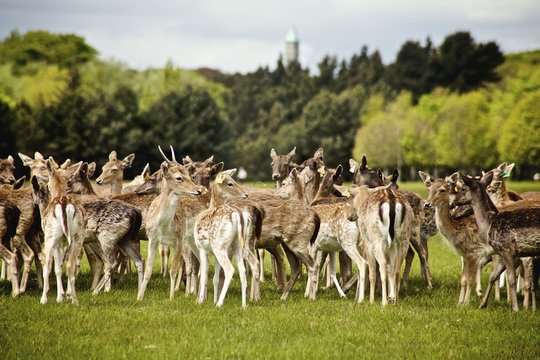 A Herd Of Fallow Deer (Dama Dama) In The Phoenix Park; Dublin, Ireland