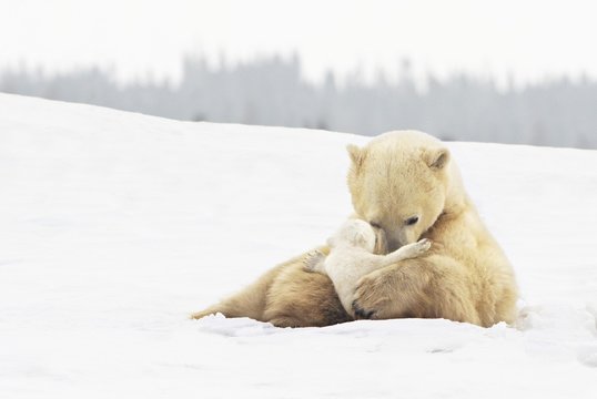 Polar Bear Sow (Ursus Maritimus) Holds Her Young Cub Tenderly In Her Paws At Wapusk National Park; Churchill, Manitoba, Canada