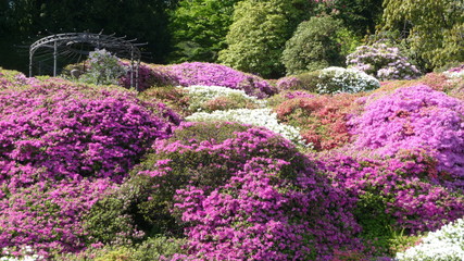 Villa Carlotta at Tremezzo on the Lake Como