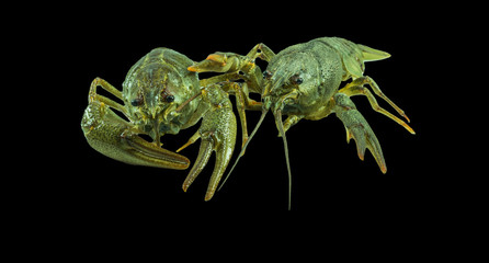 Living two Crayfish close up background
