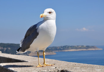 Mittelmeermöwe