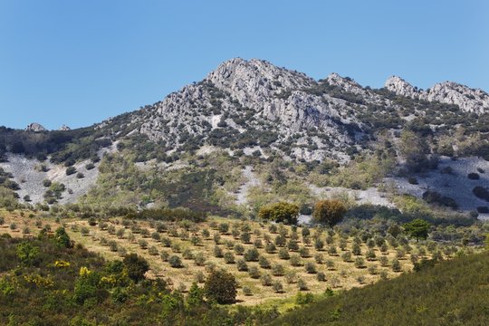 Olive Groves; Sierra De Las Villuercas, Caceres Province, Spain