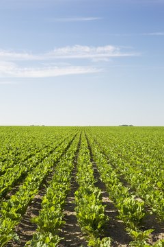 Field Of Sugar Beets In Rows; Alberta, Canada