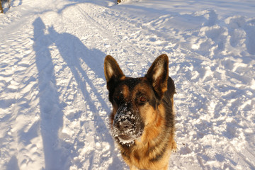 German shepherd dog on snow in winter day