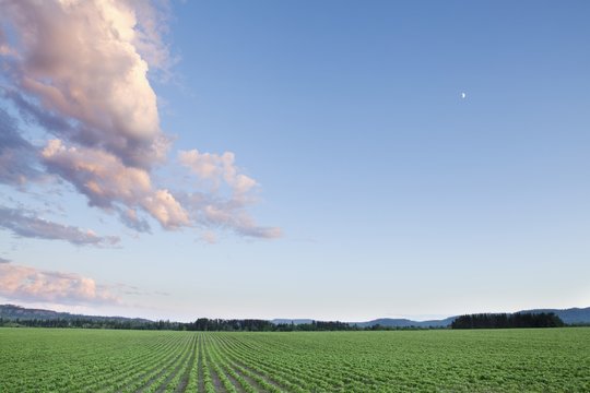 Field Of Soy Beans At Sunset; Thunder Bay, Ontario, Canada