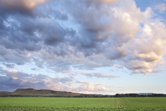 Field Of Soy Beans At Sunset; Thunder Bay, Ontario, Canada