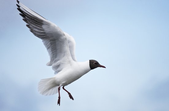 Bonaparte's Gull (Chroicocephalus philadelphia) in flight, Farne Islands, Northumberland, England