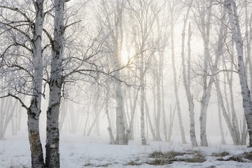 Birch trees in fog, Ontario, Canada