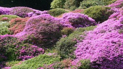 Villa Carlotta at Tremezzo on the Lake Como