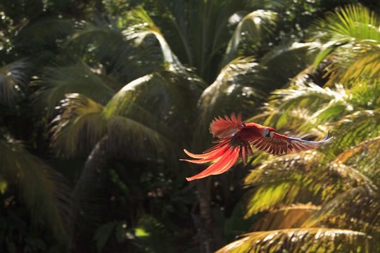 Roatan, Bay Islands, Honduras; Scarlet Macaws (Ara Macao) In Flight In The Forest Preserve