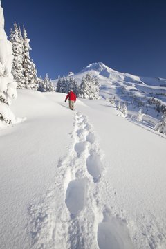 Timberline, Oregon, United States Of America; A Person Snowshoeing In Deep Snow On Mount Hood