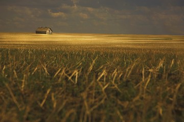 Tofield, Alberta, Canada; An Old Barn In A Field