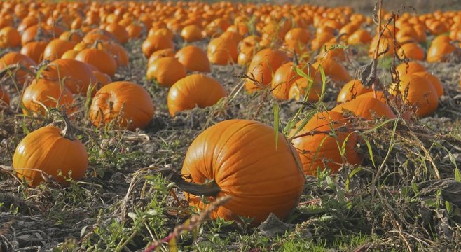 Sidney, British Columbia, Canada; A Pumpkin Patch