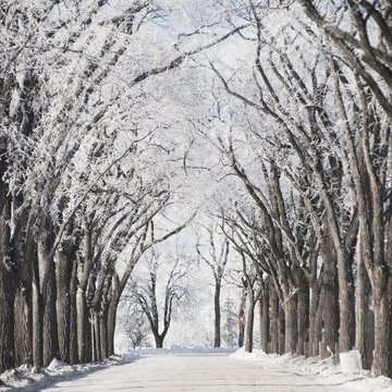 Winnipeg, Manitoba, Canada; A Road And Trees Covered In Snow In Winter