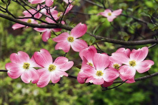 Pink Flowers On A Dogwood Tree