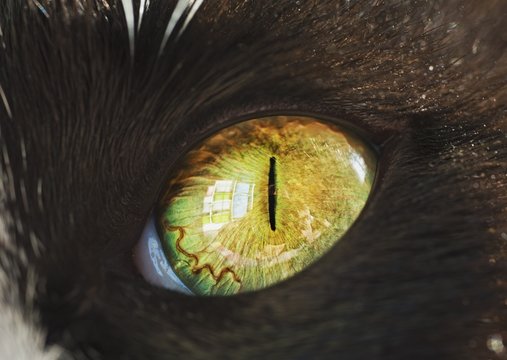 A Cat's Eye