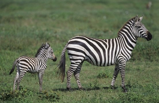 Plains zebra mare with foal