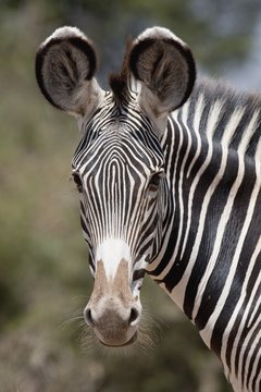 Zebra, Kenya, Africa