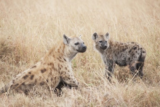 Spotted hyaenas, Kenya