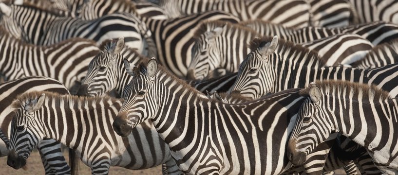 Herd of zebras, Kenya