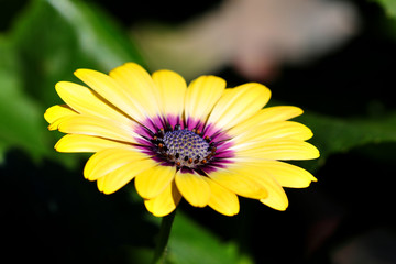 Purple center Osteospermum yellow daisy flower daisies 