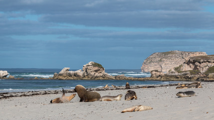 Fototapeta na wymiar Sea Lion at Seal Bay, Kangaroo Island, Australia