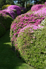 Villa Carlotta at Tremezzo on the Lake Como