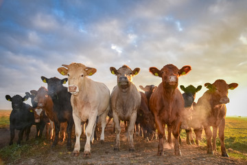 Herde bunter Rinder beim Sonnenaufgang auf einer Herbstweide, Nahaufnahme
