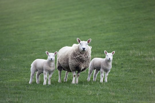 Mother Sheep And Lambs