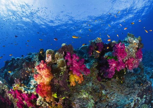Soft Corals On Shallow Reef, Fiji