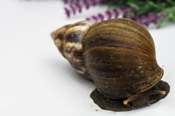 Snail and flowers.