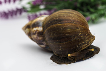 Snail and flowers.