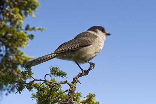 Gray Jay On A Tree Branch