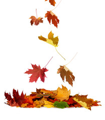 Pile of autumn colored leaves isolated on white background.A hea