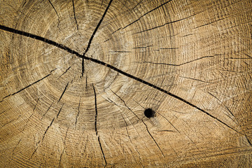 Fototapeta premium Tree trunk wood grain texture