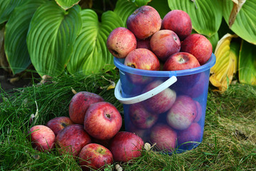 Apples in autumn garden. Good harvest.