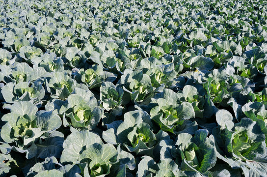 pointed cabbage field
