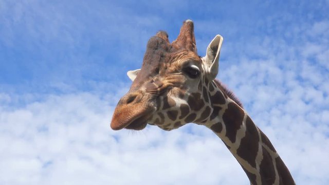 Closeup portrait of a giraffe against blue sky
